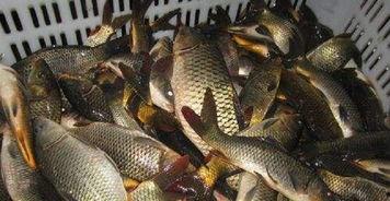 鲤鱼养殖爆料视频大全,爆款视频大全深度解析